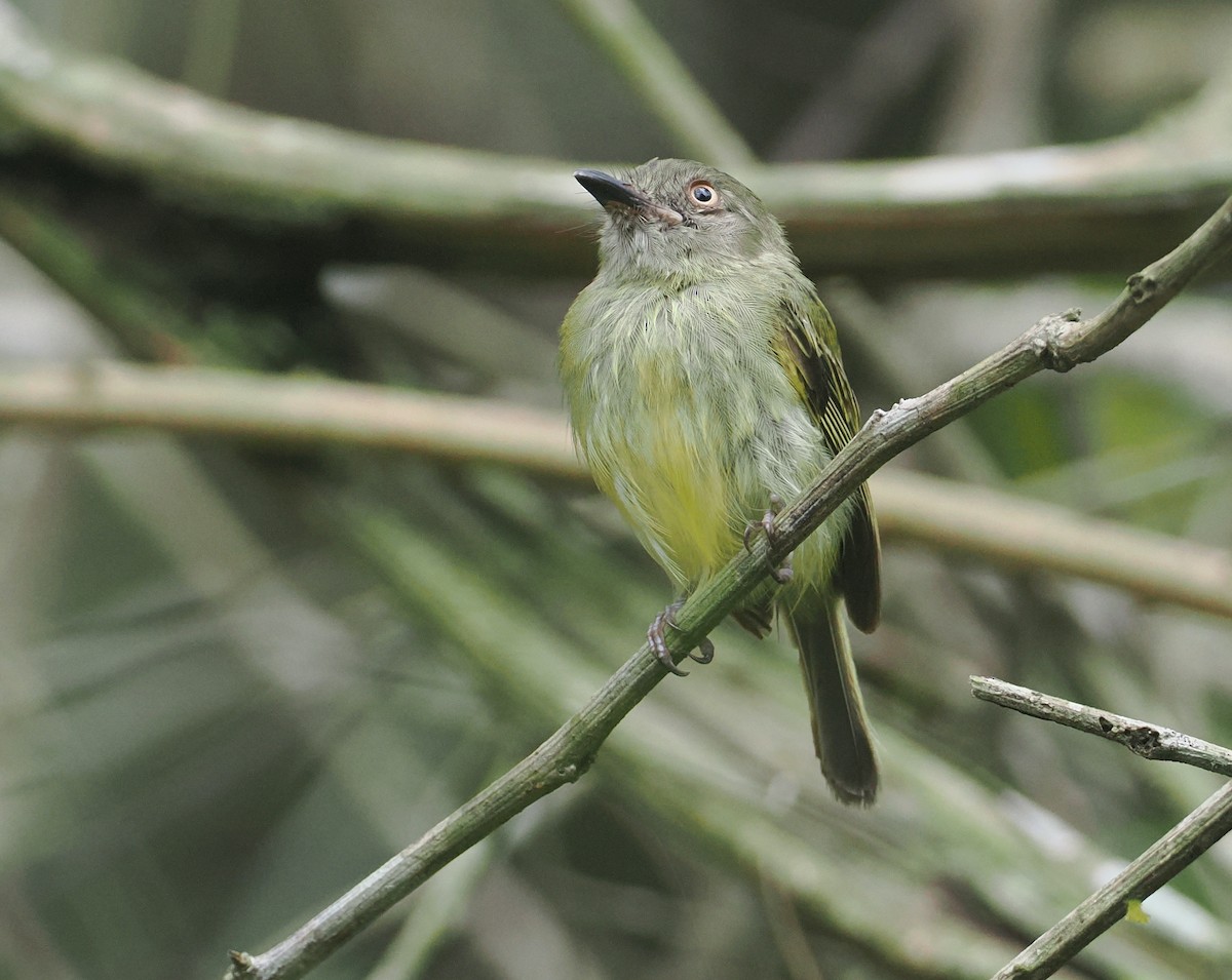 Johannes's Tody-Tyrant - ML646380281