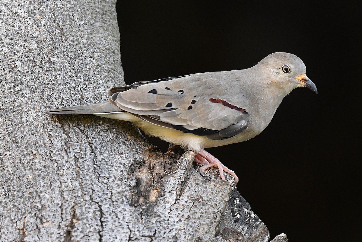 Croaking Ground Dove - ML646380282