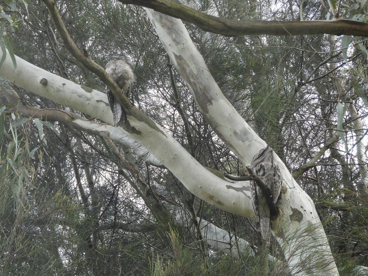 Tawny Frogmouth - ML646380283