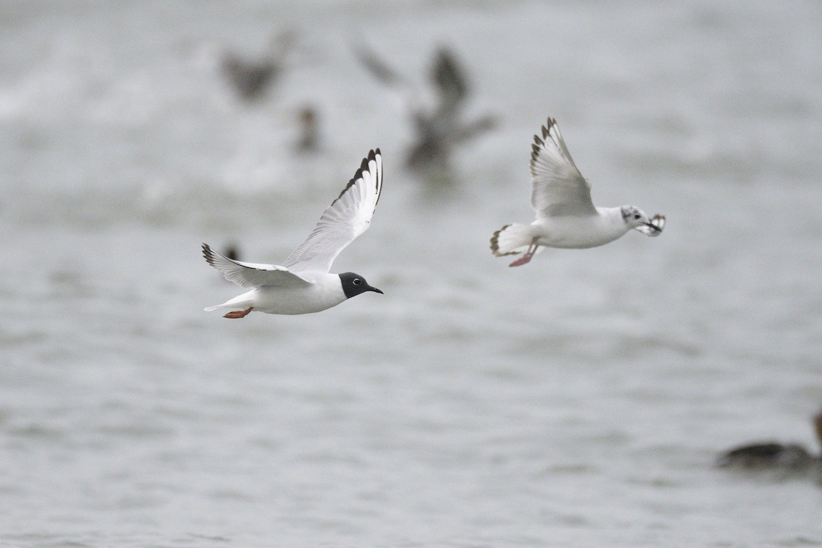 Bonaparte's Gull - ML646380284
