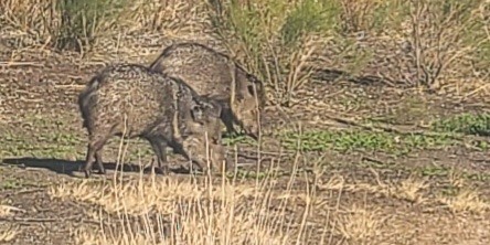 Animals - ML646380285