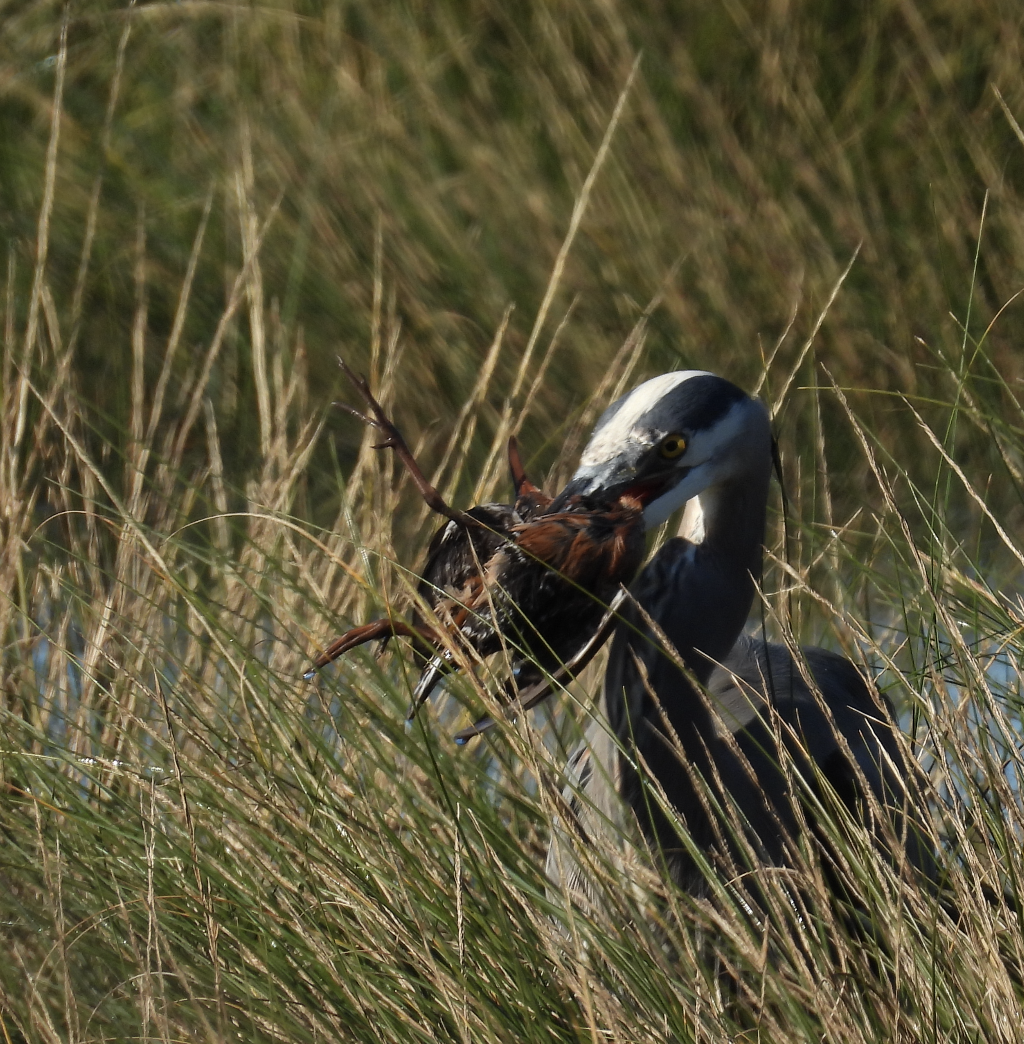 Great Blue Heron - ML646380288