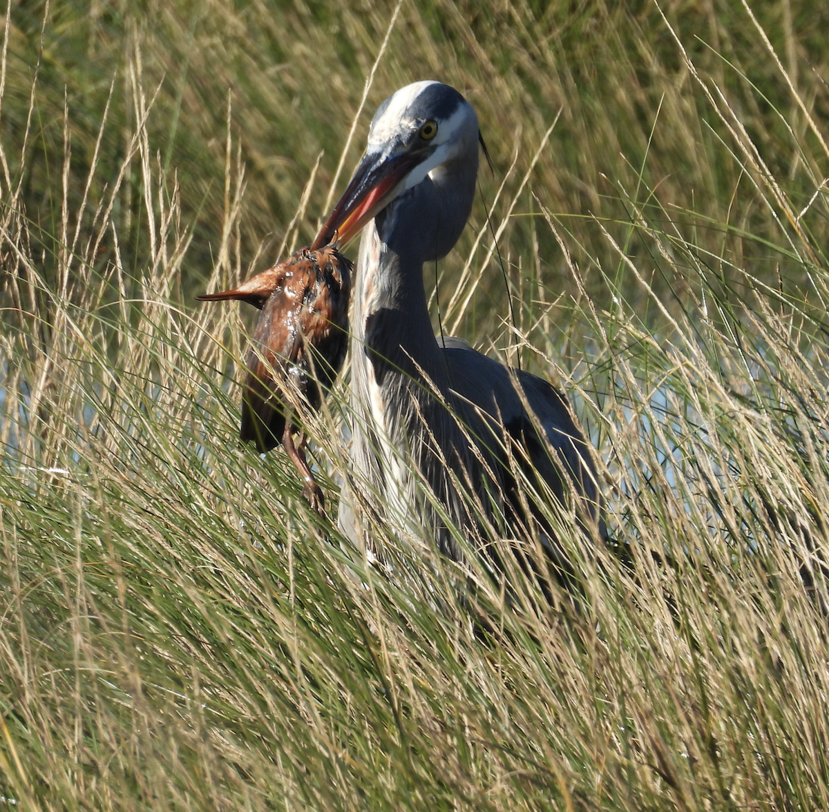 Great Blue Heron - ML646380289