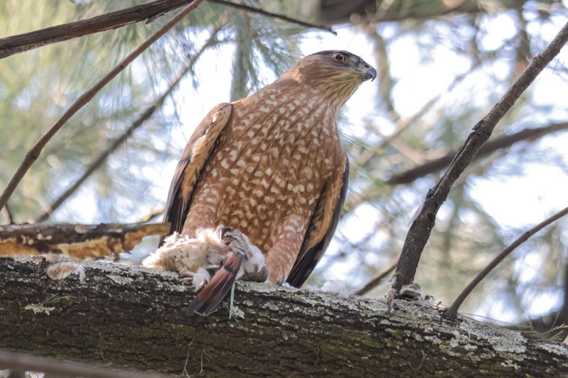 Cooper's Hawk - ML646380290