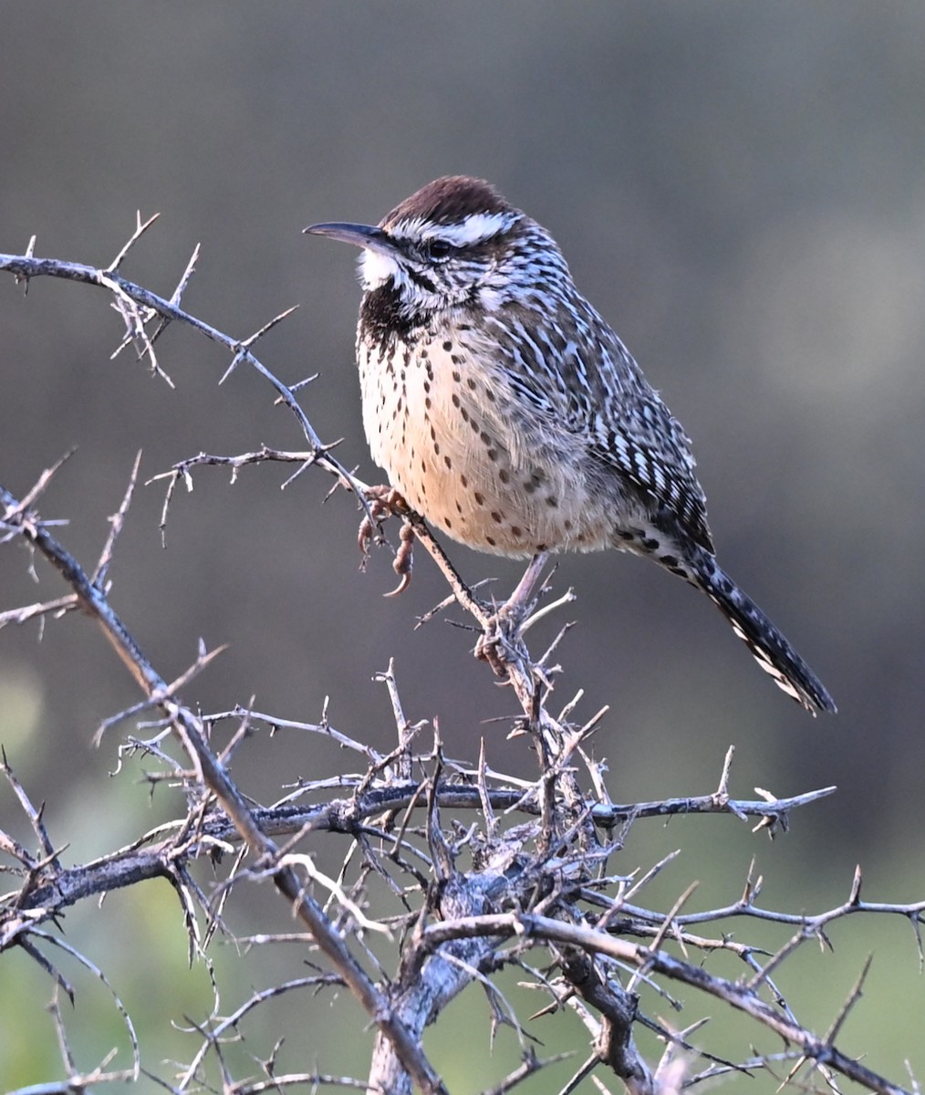 Cactus Wren - ML646380293
