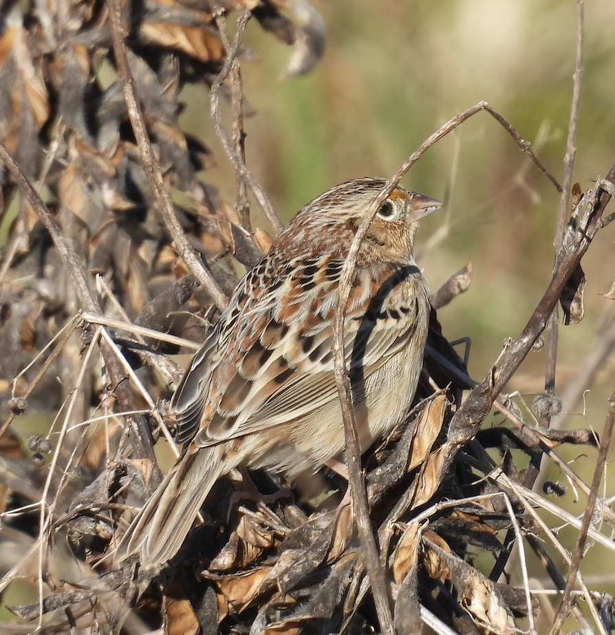 Grasshopper Sparrow - ML646380294