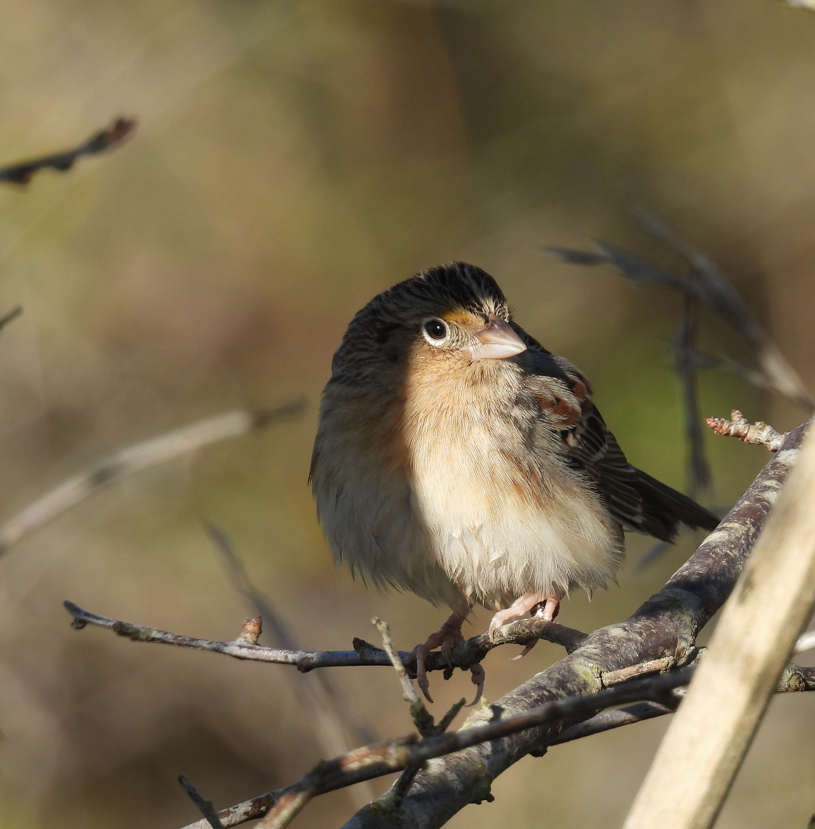 Grasshopper Sparrow - ML646380295
