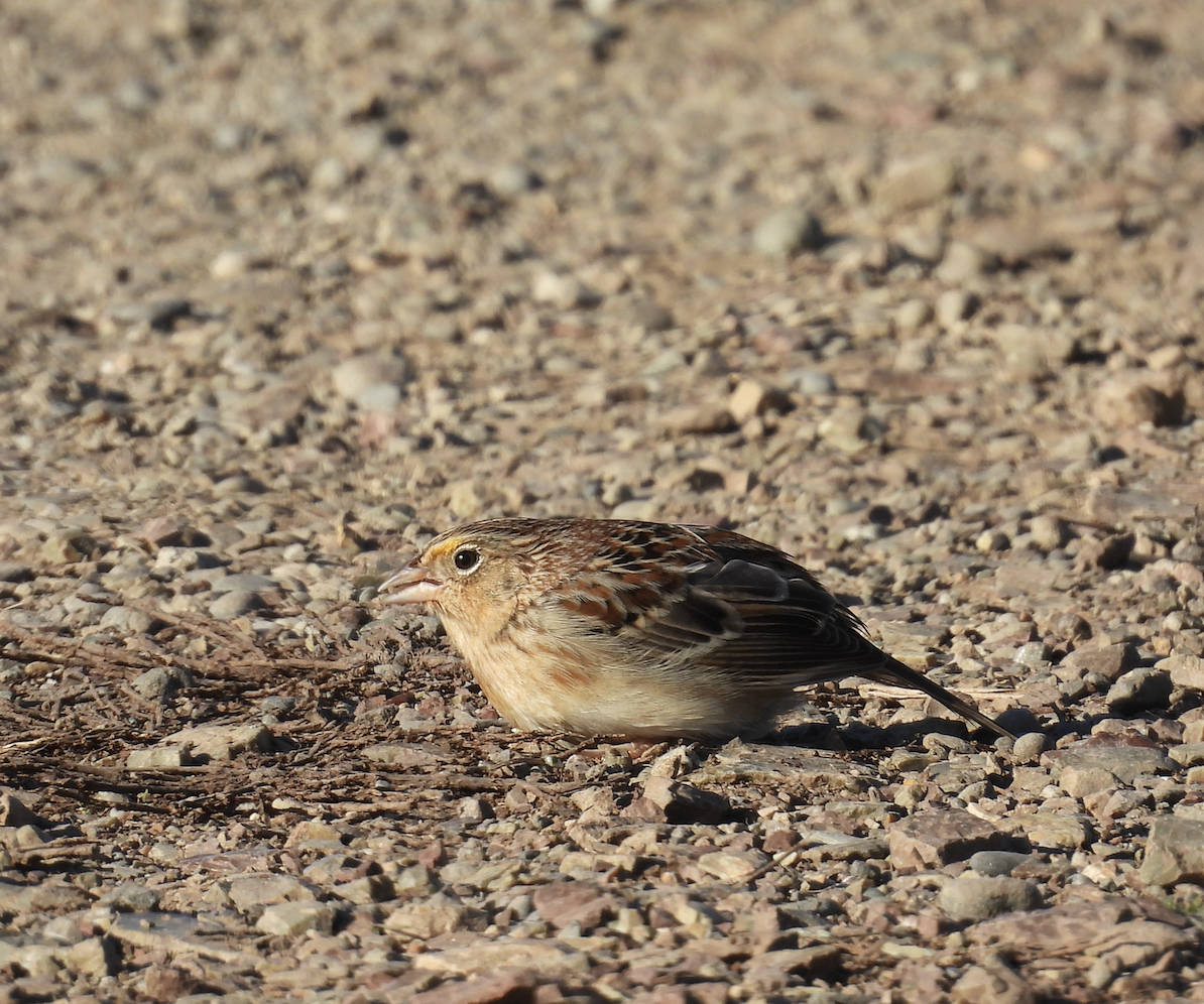 Grasshopper Sparrow - ML646380296