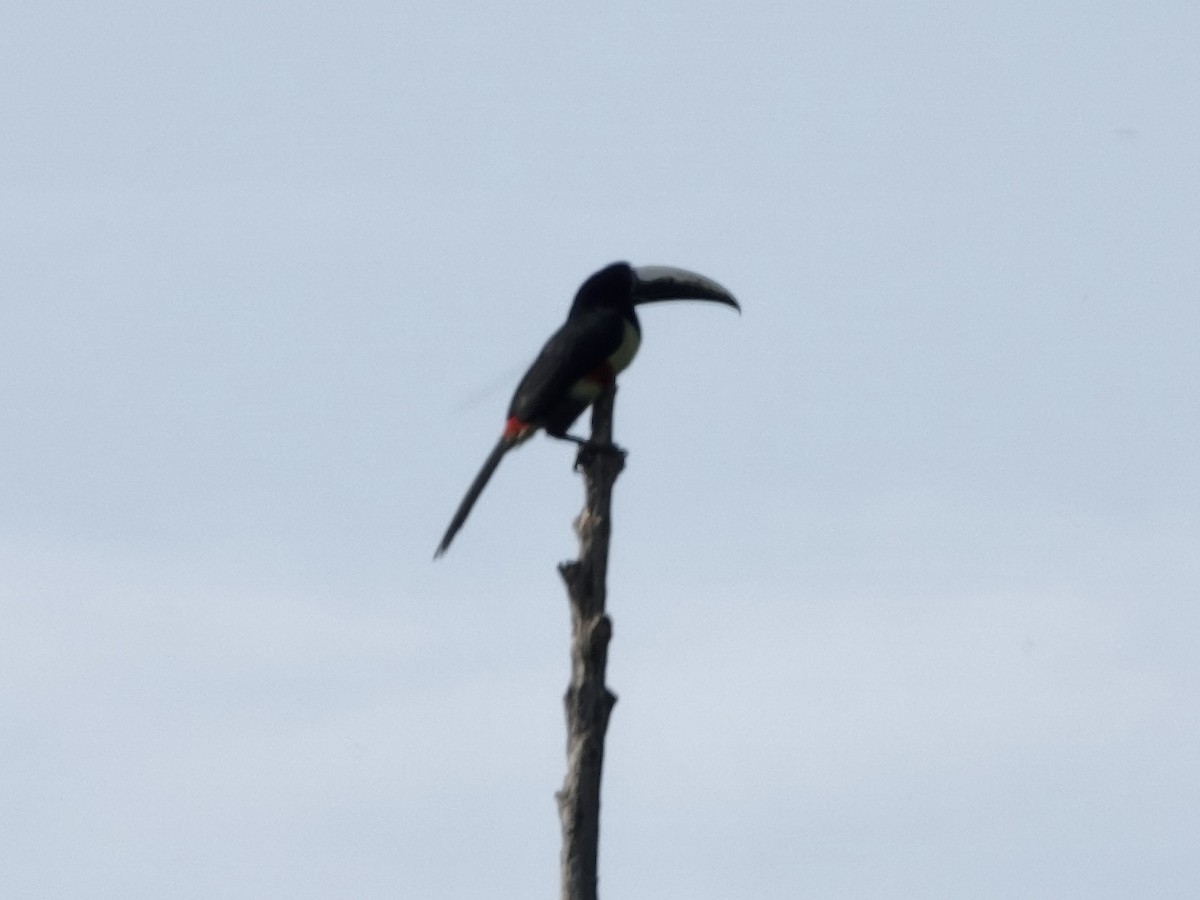 Araçari grigri - ML646380297