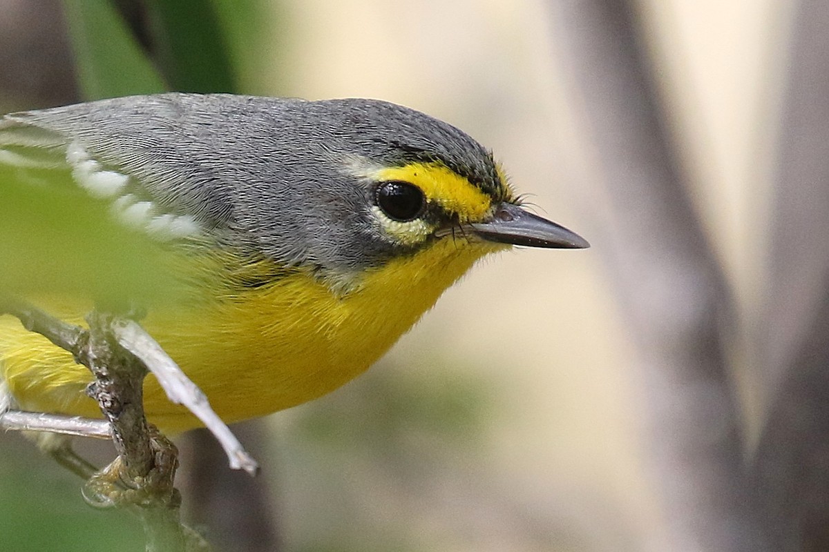 Adelaide's Warbler - ML646380298