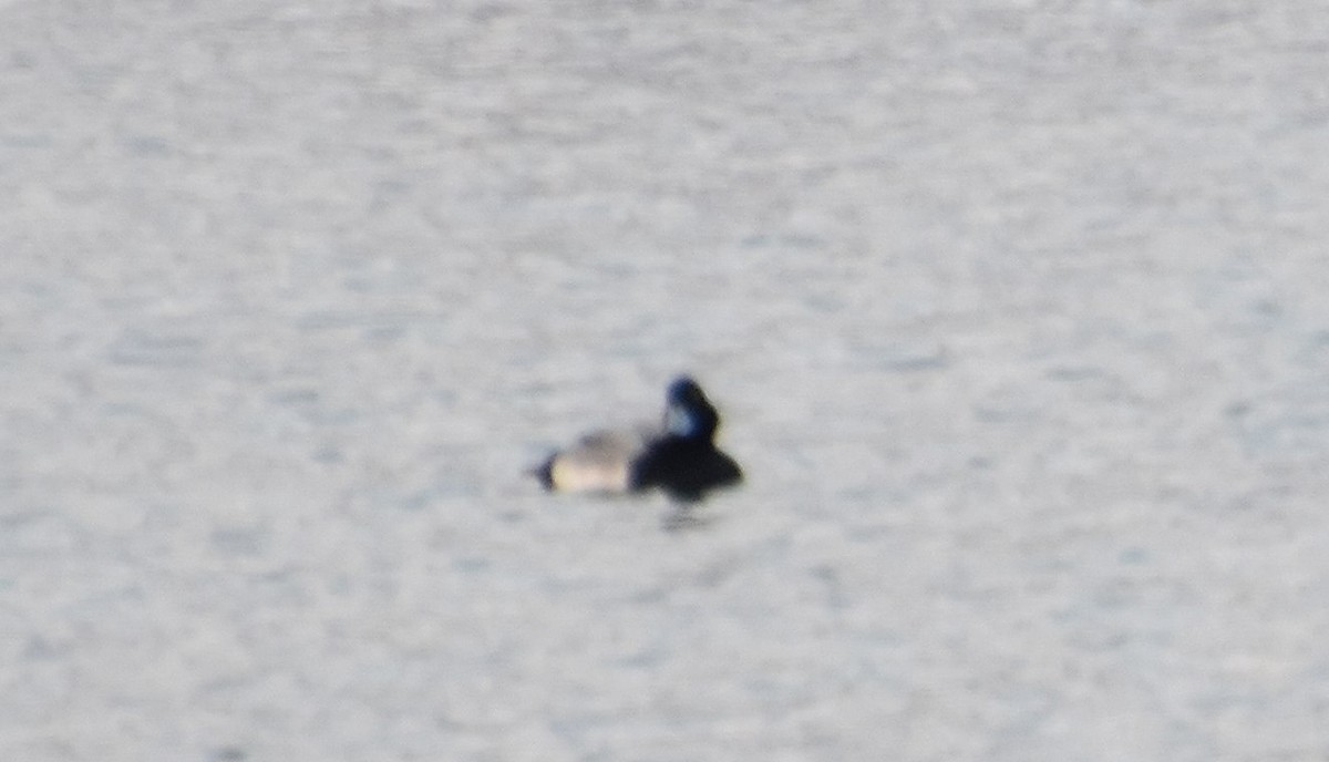 Fuligule milouinan - ML646380299