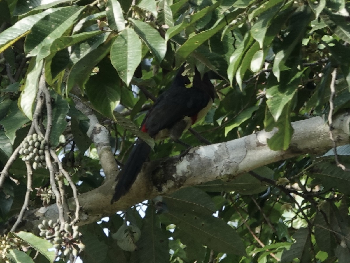 Araçari grigri - ML646380301