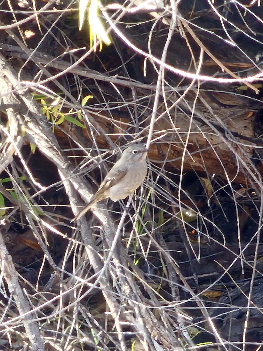 Townsend's Solitaire - ML646380302