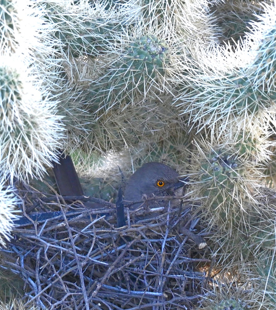 Curve-billed Thrasher (palmeri Group) - ML646380306