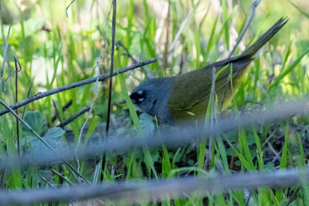 MacGillivray's Warbler - ML646380307