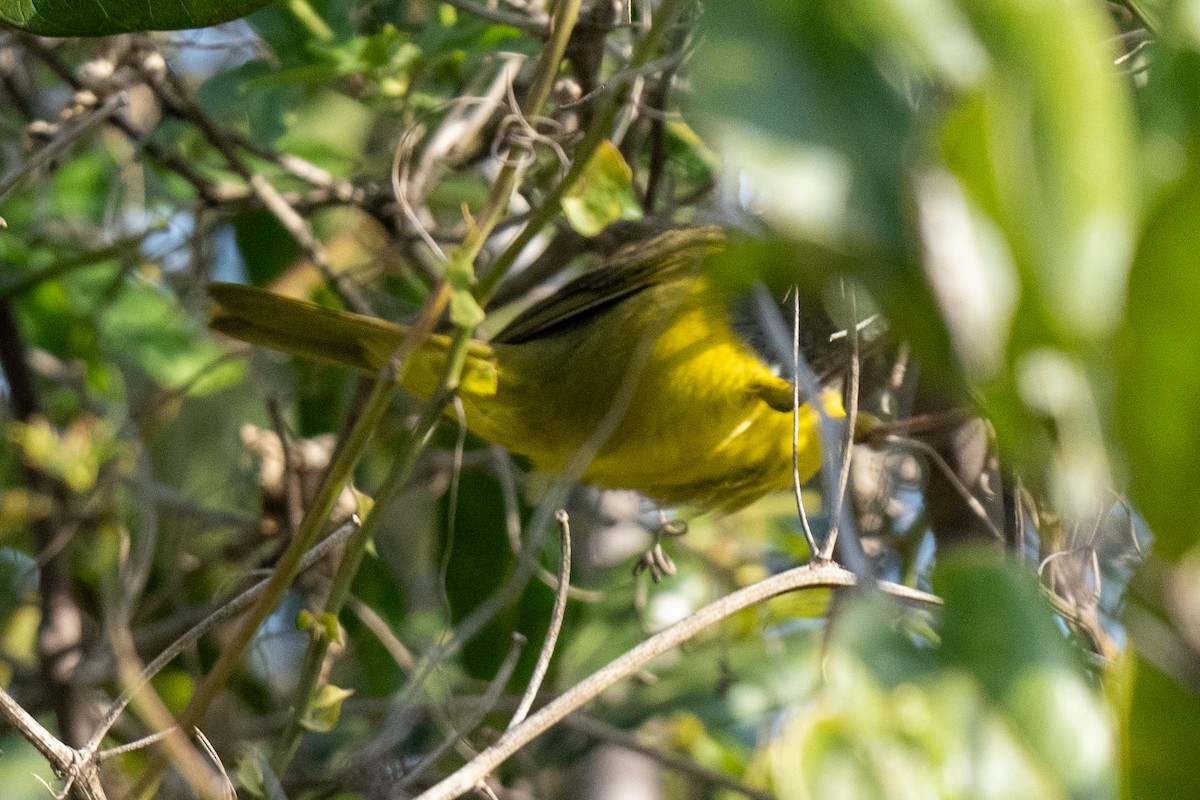 MacGillivray's Warbler - ML646380308