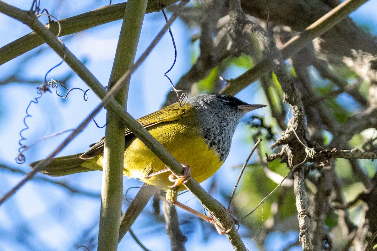 MacGillivray's Warbler - ML646380310