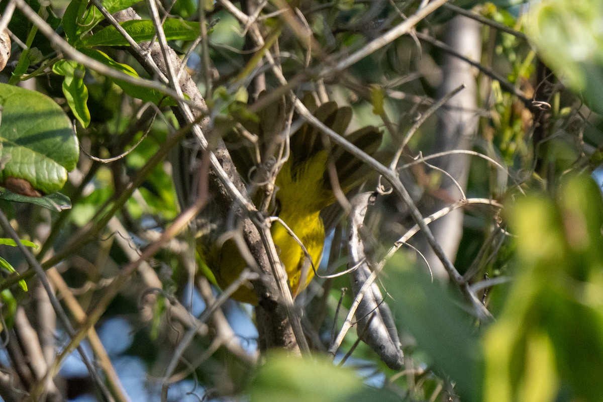 MacGillivray's Warbler - ML646380311