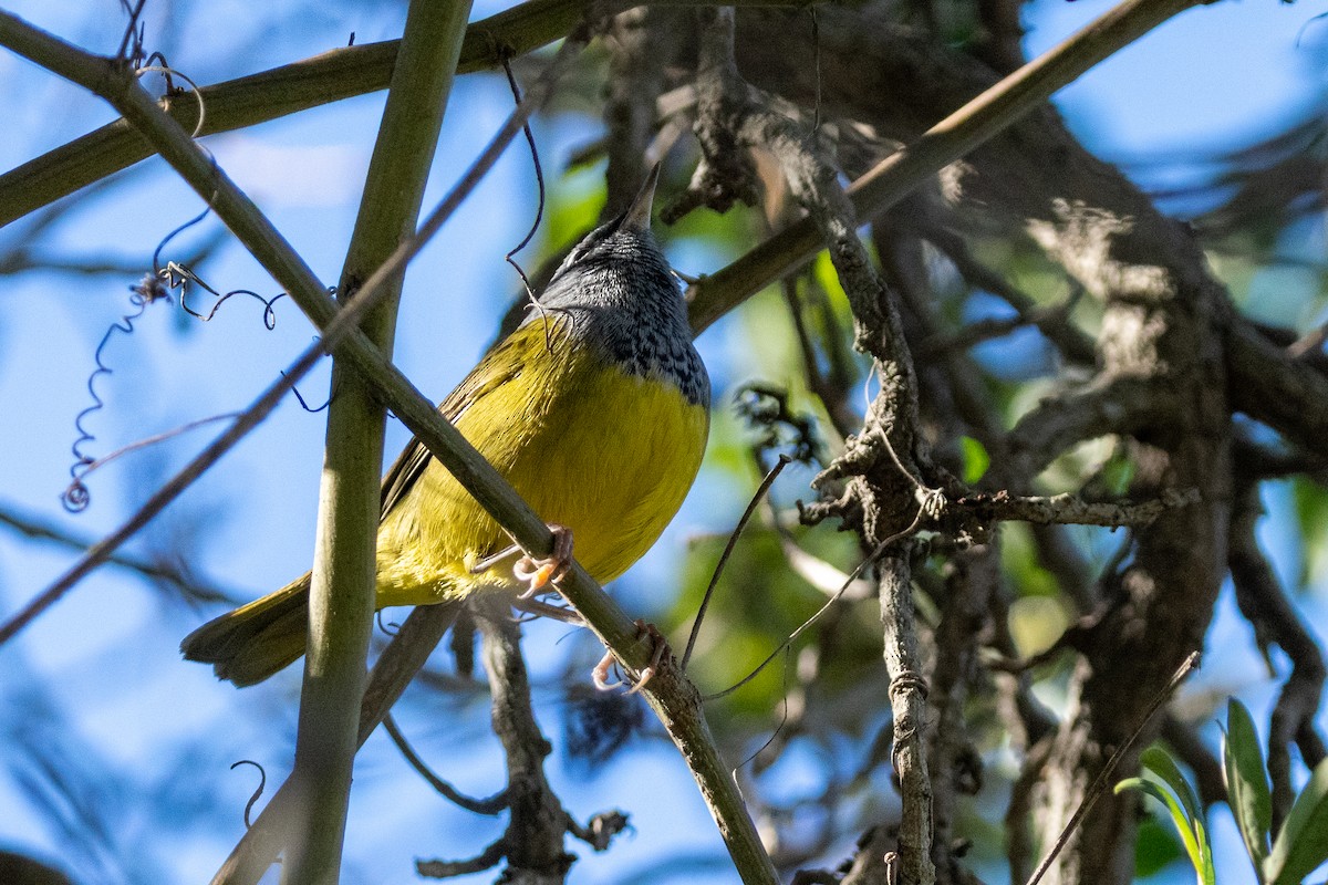 MacGillivray's Warbler - ML646380312