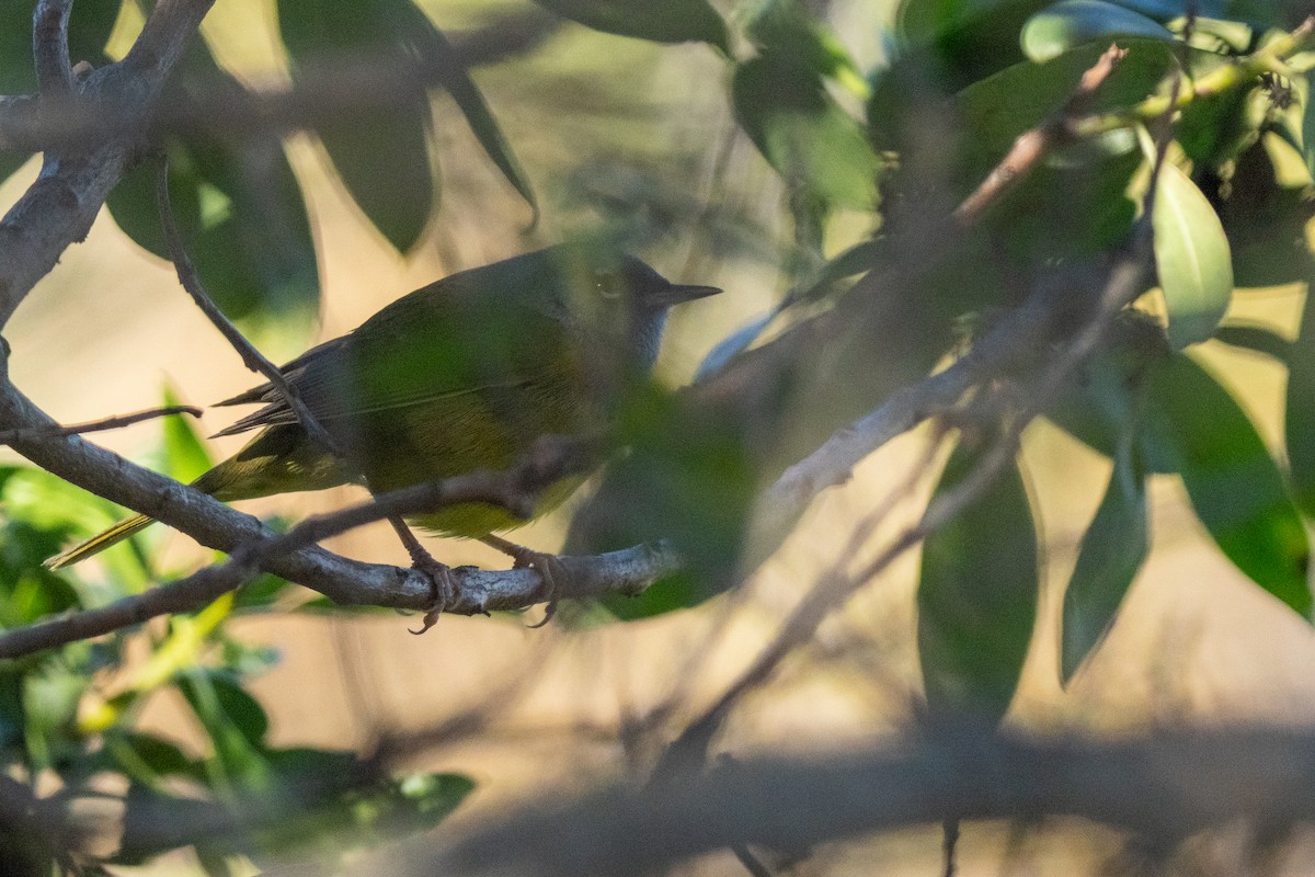 MacGillivray's Warbler - ML646380313
