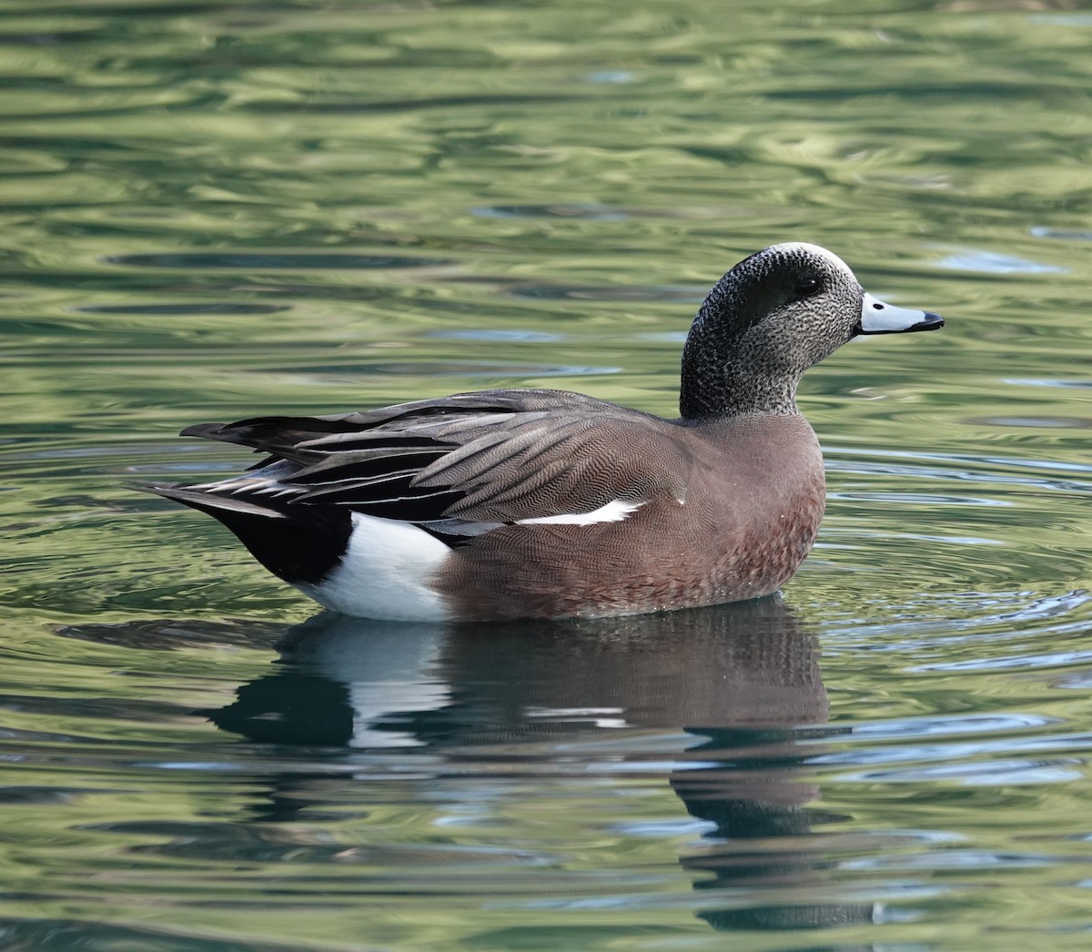 Свищ американський - ML646380314