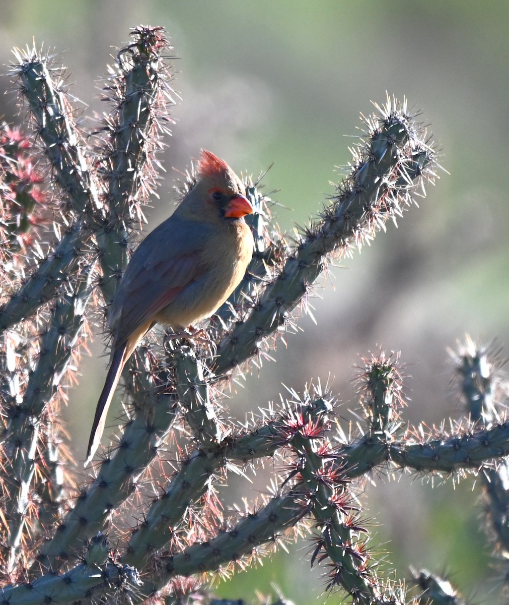 Northern Cardinal - ML646380315