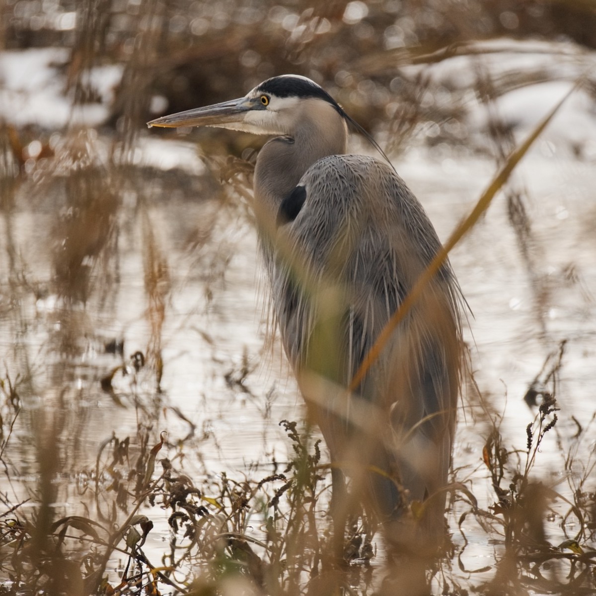 Great Blue Heron - ML646380316