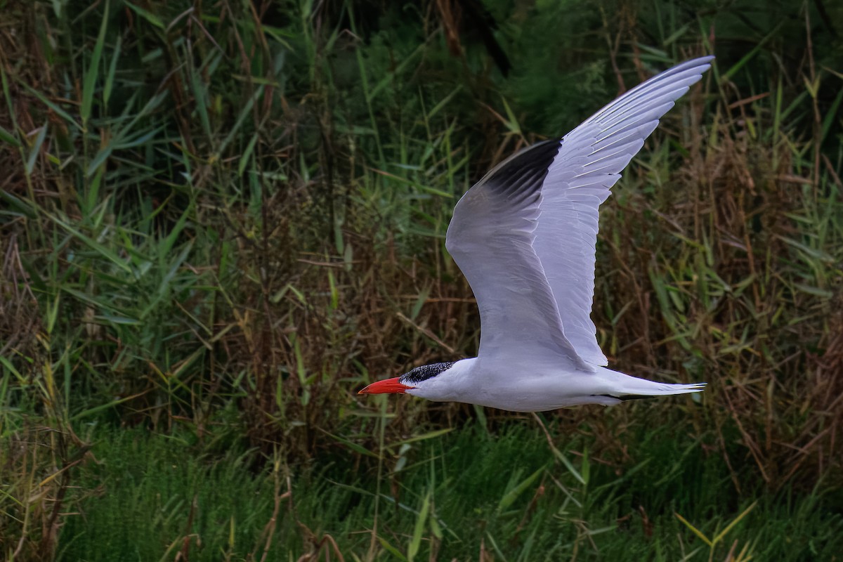 שחפית כספית - ML646380322