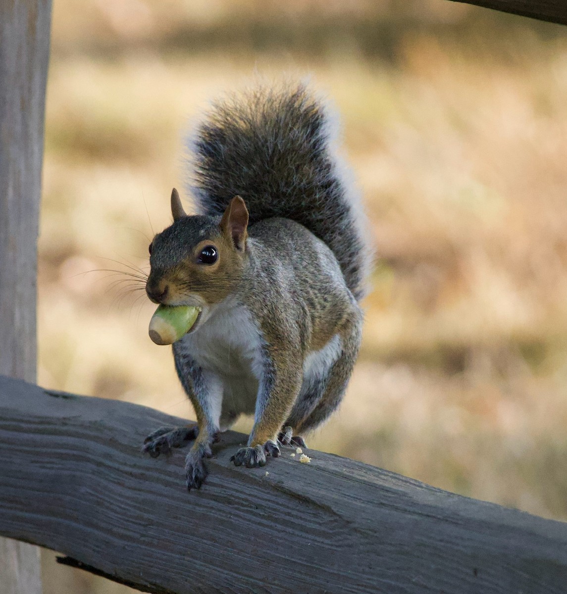 Animals - ML646380323