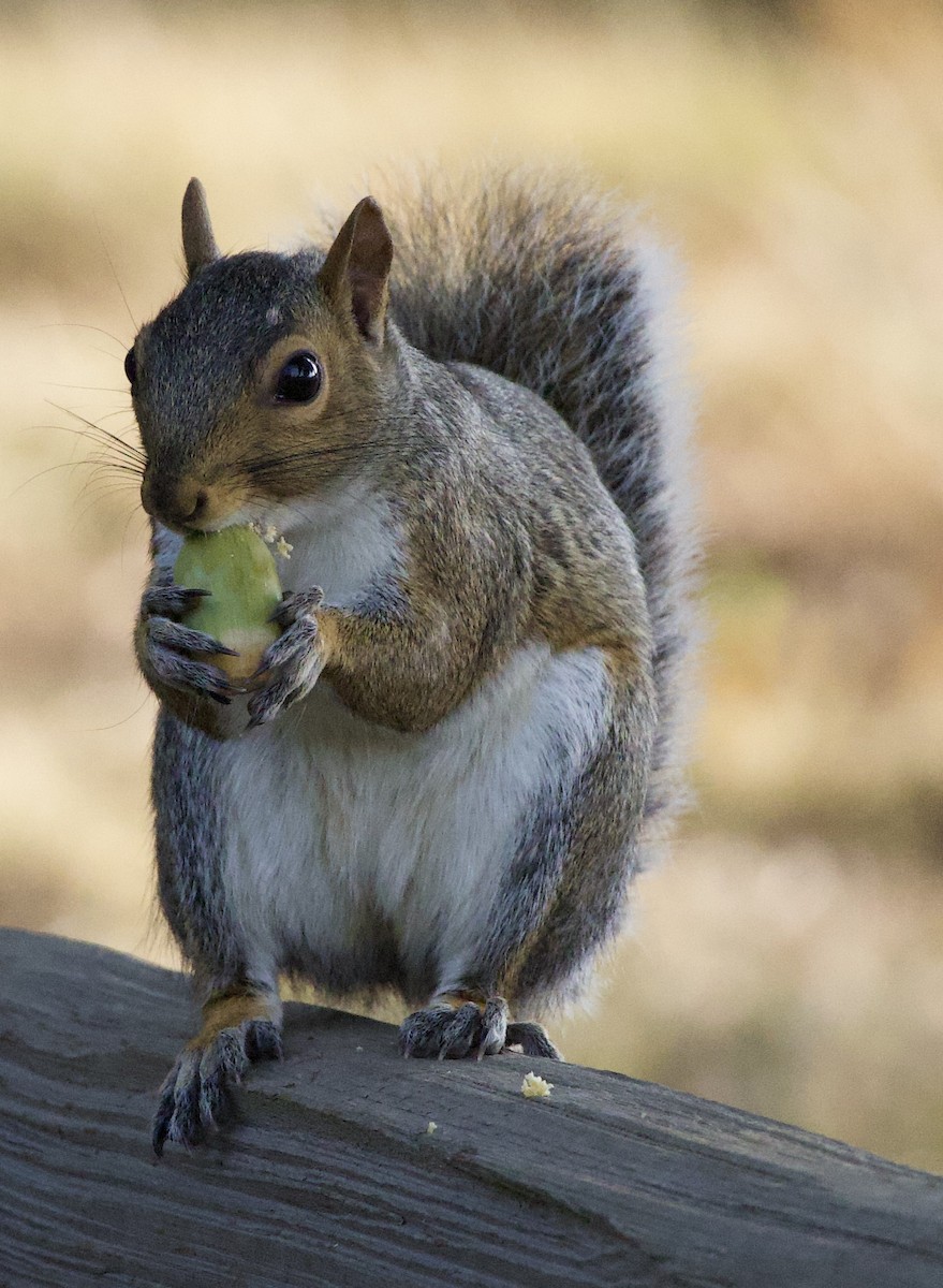 Animals - ML646380324