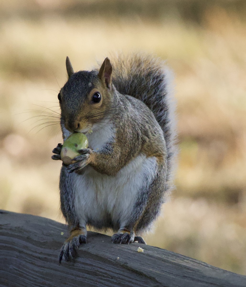 Animals - ML646380325