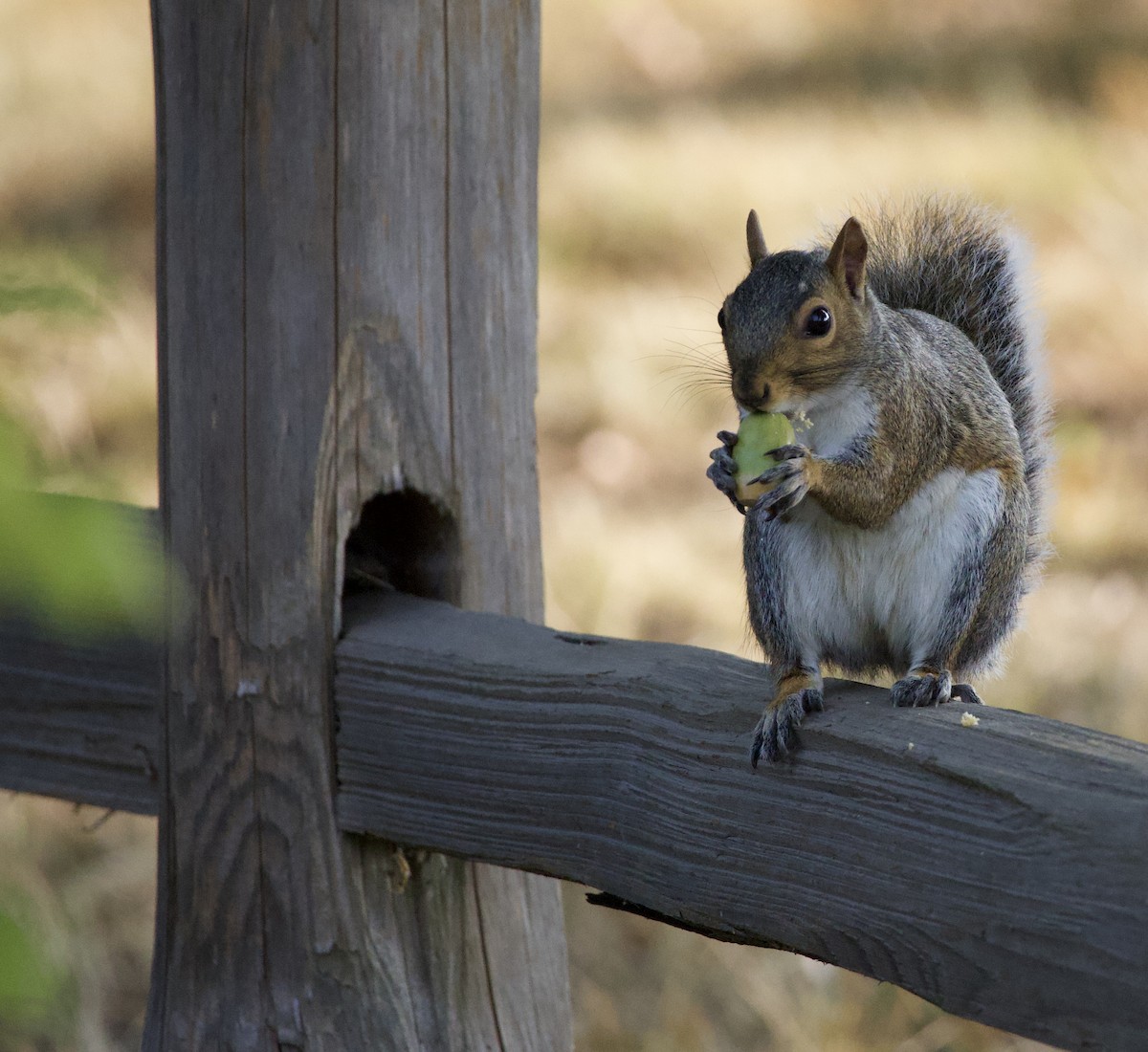 Animals - ML646380326