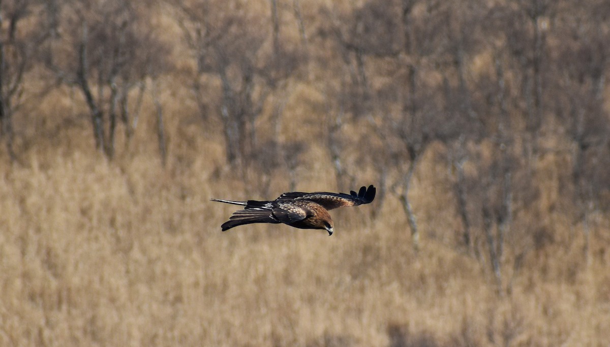 Black Kite (Black-eared) - ML646380327