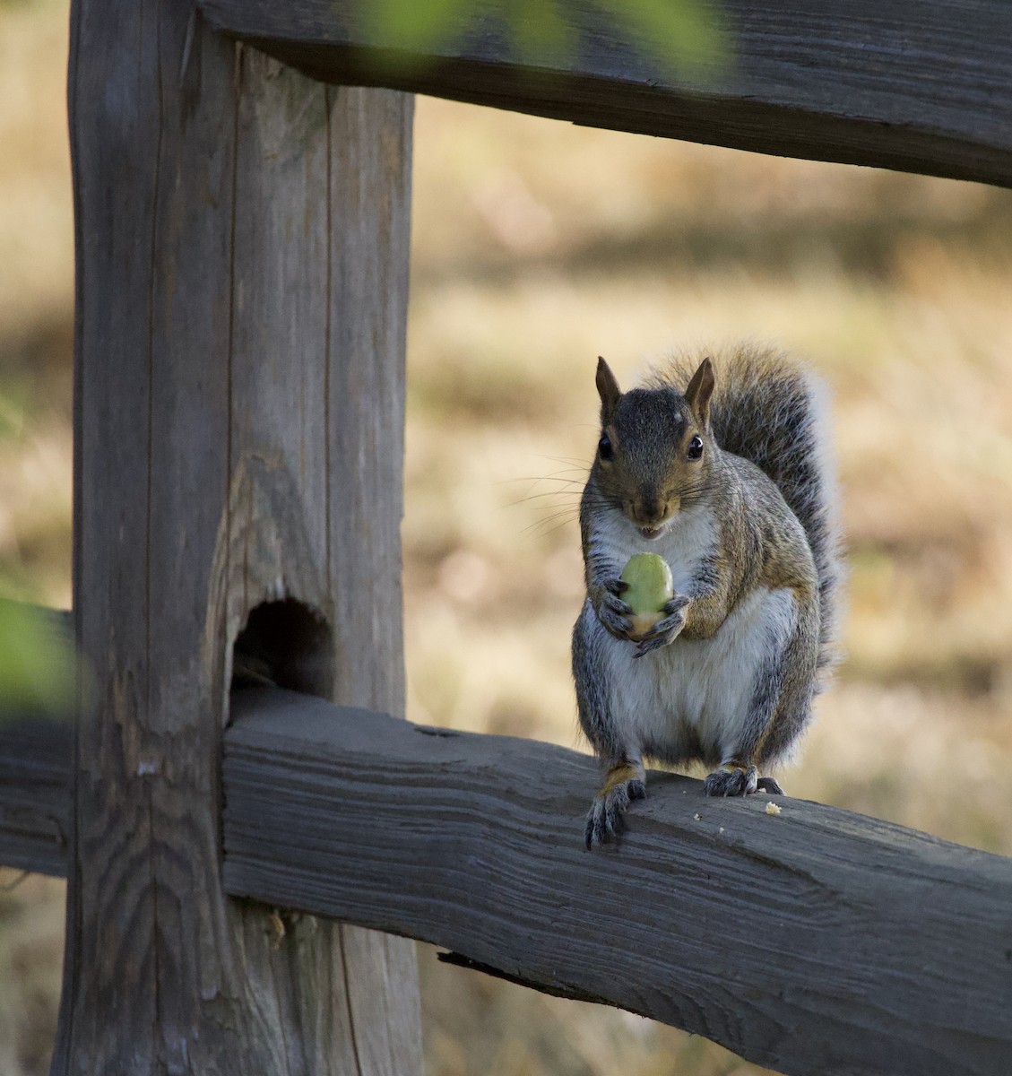 Animals - ML646380328