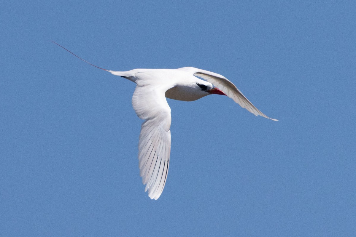 Red-tailed Tropicbird - ML646380329
