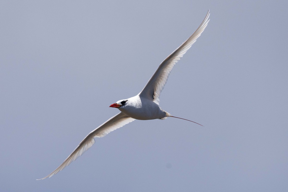 Red-tailed Tropicbird - ML646380330