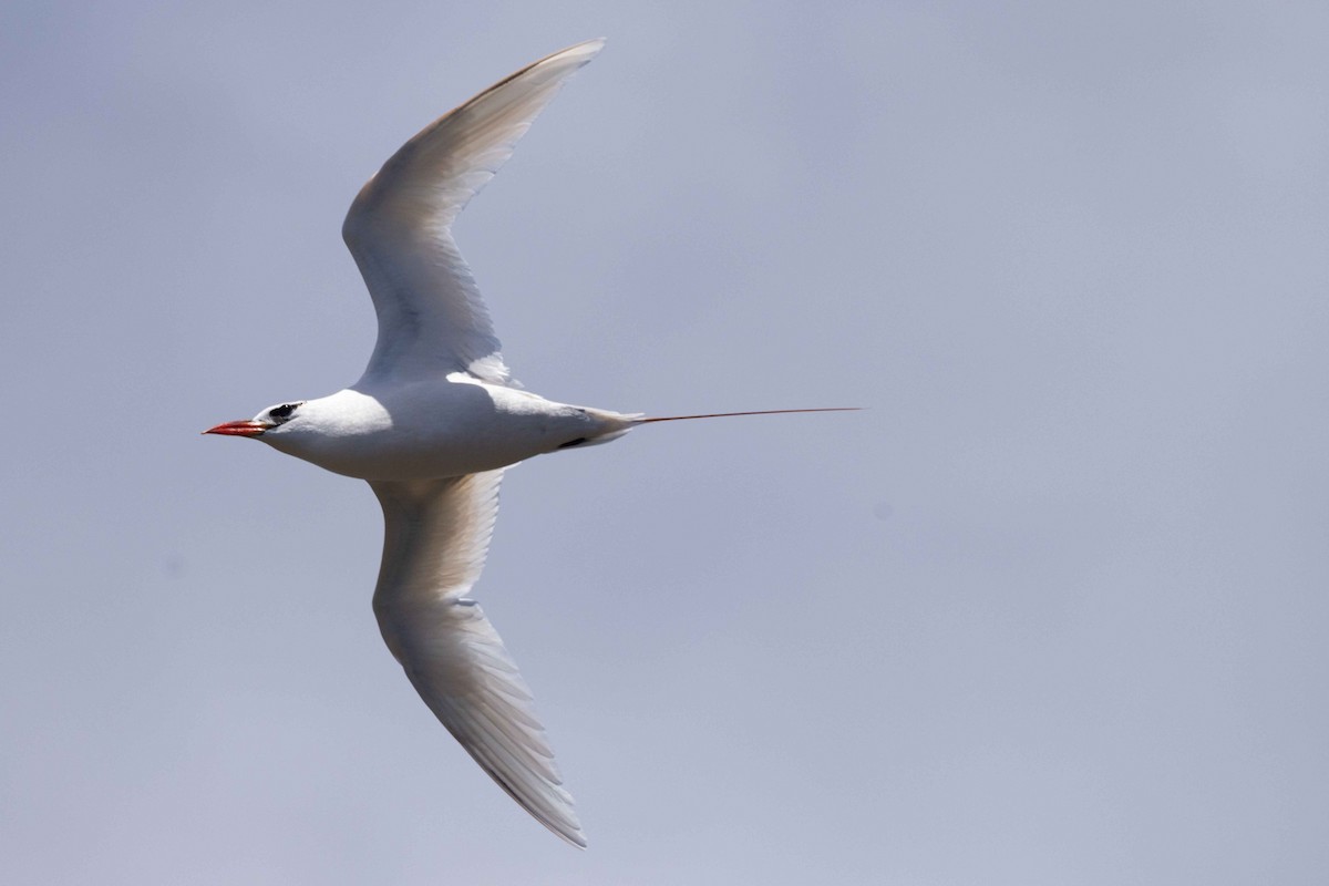 Red-tailed Tropicbird - ML646380331