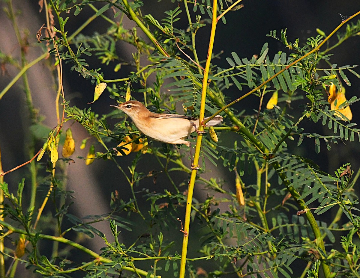 Cannaiola di Jerdon - ML646380332