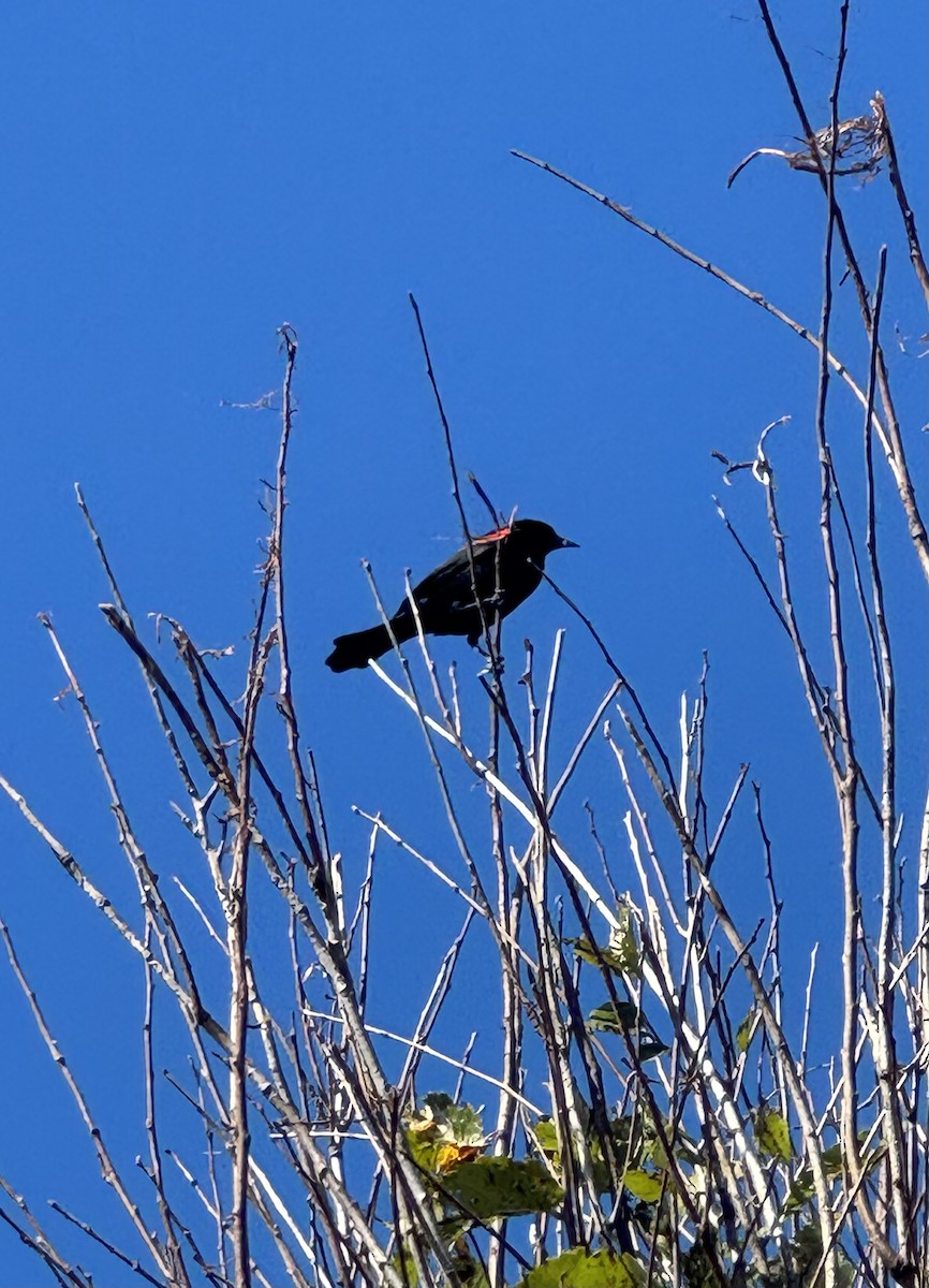 Red-winged Blackbird - ML646380333
