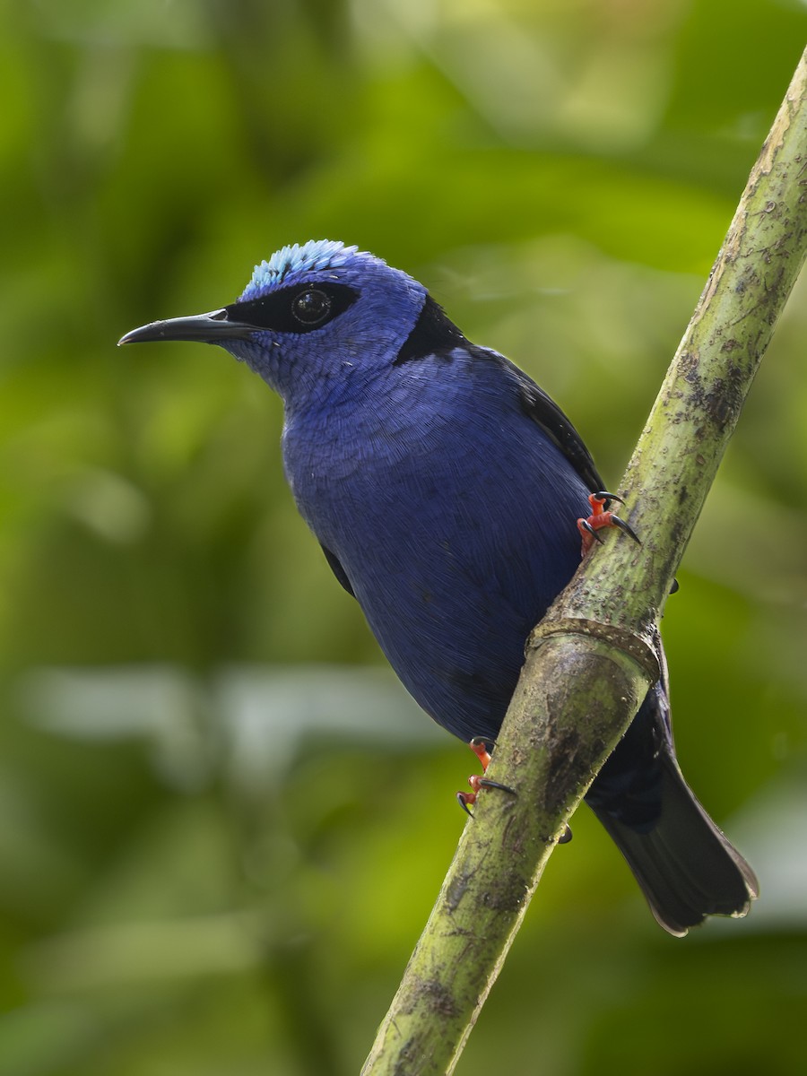 Red-legged Honeycreeper - ML646380334