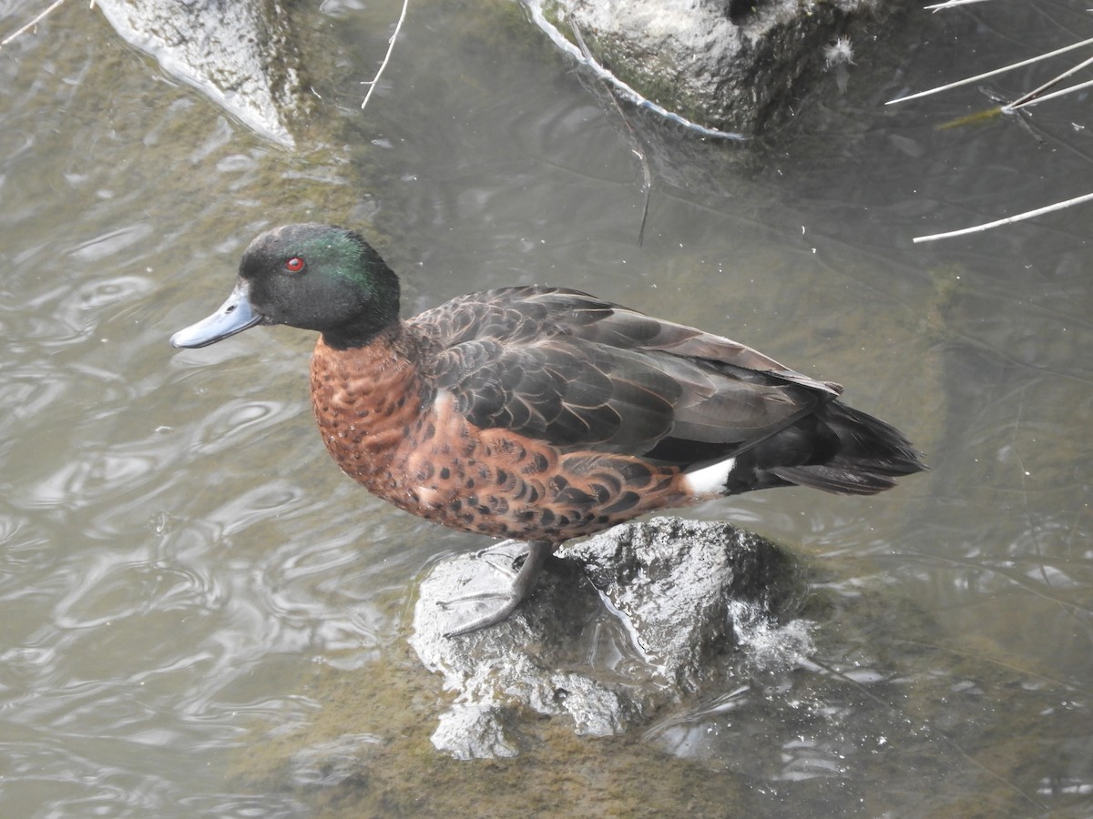 Chestnut Teal - ML646380335