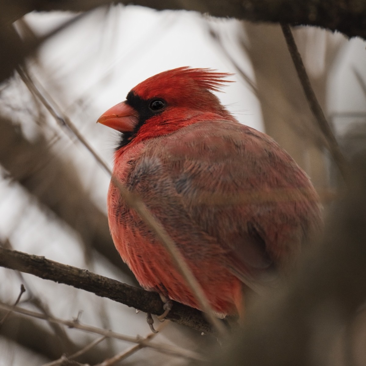 Красный кардинал - ML646380336