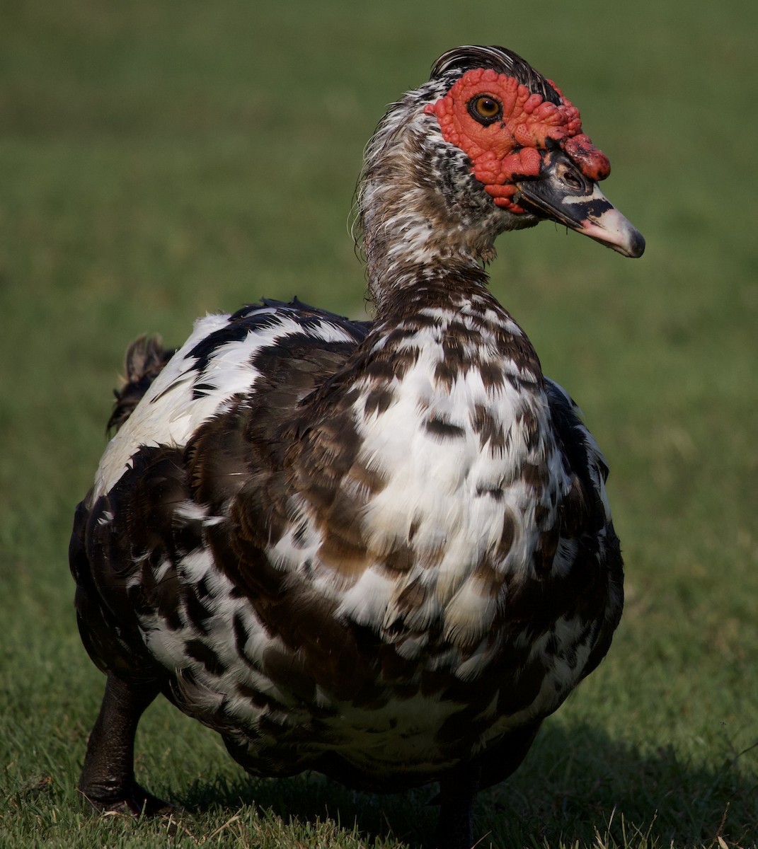 Muscovy Duck (Domestic type) - ML646380337
