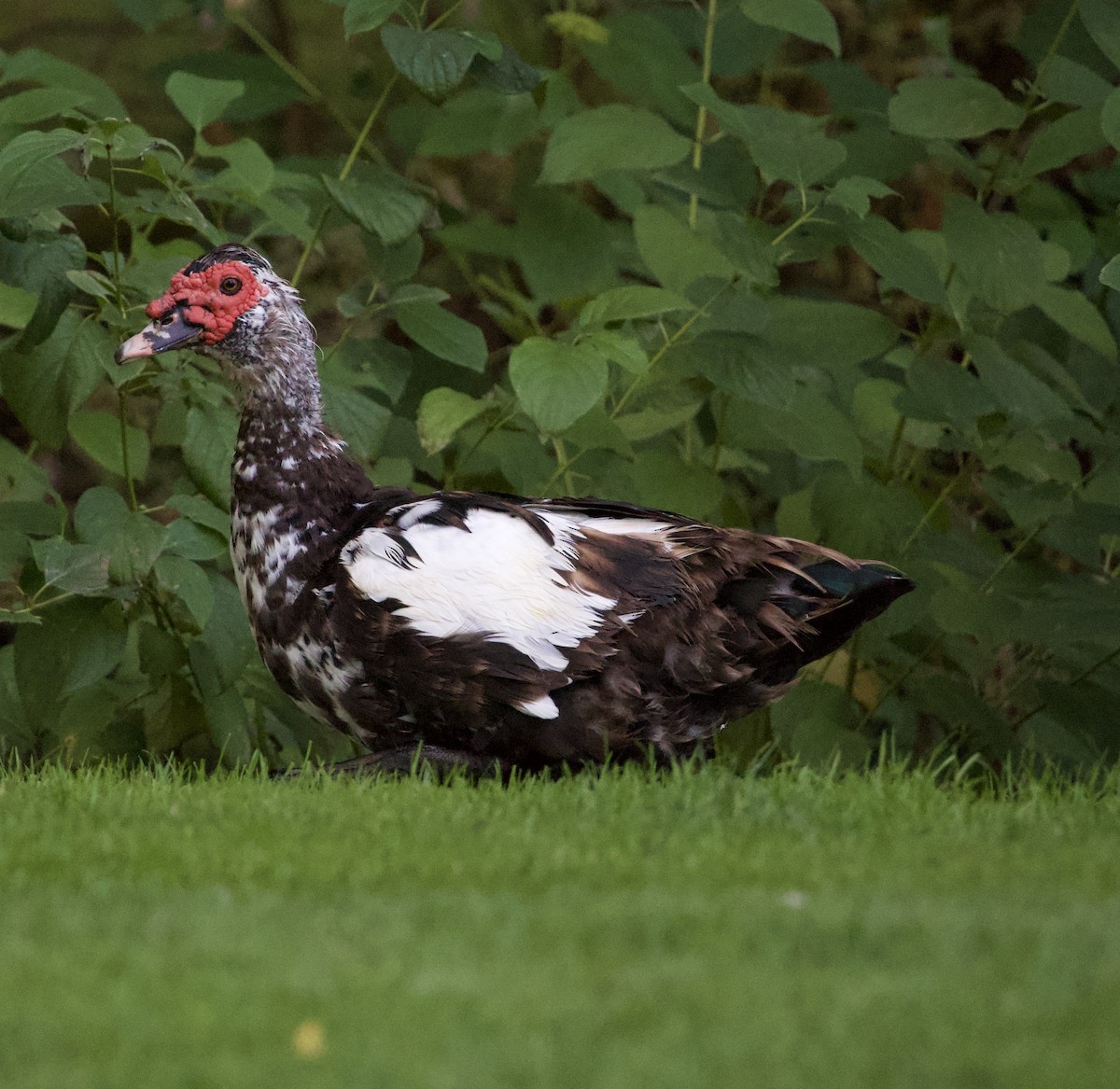 Muscovy Duck (Domestic type) - ML646380338