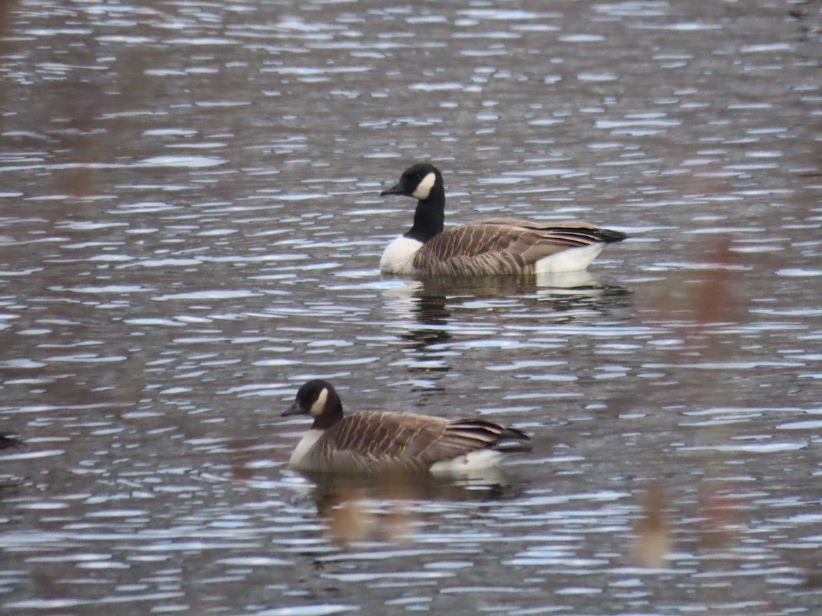 Cackling Goose - ML646380340