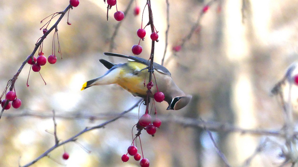 Cedar Waxwing - ML646380342