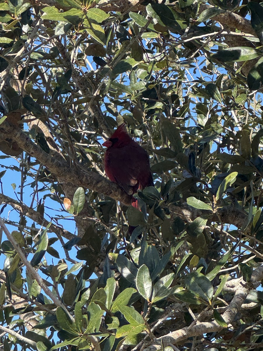 Northern Cardinal - ML646380343