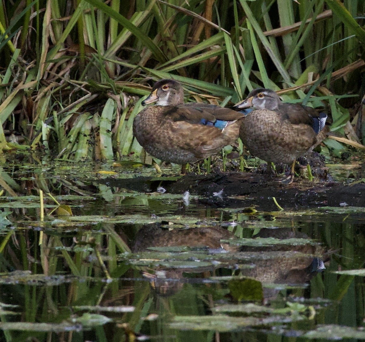 Wood Duck - ML646380344