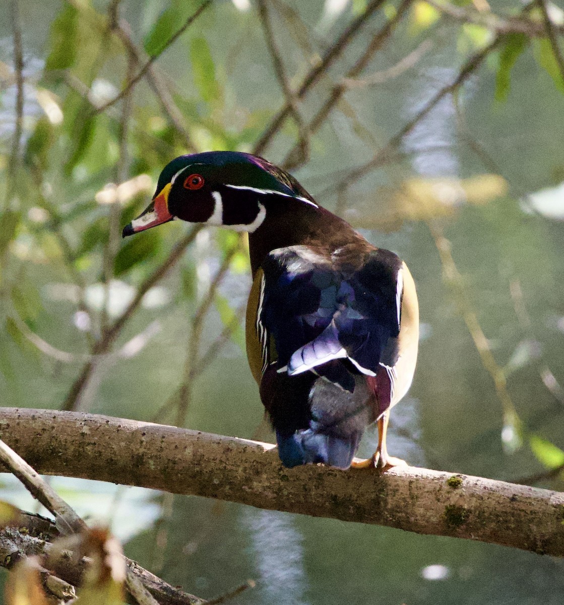Wood Duck - ML646380345