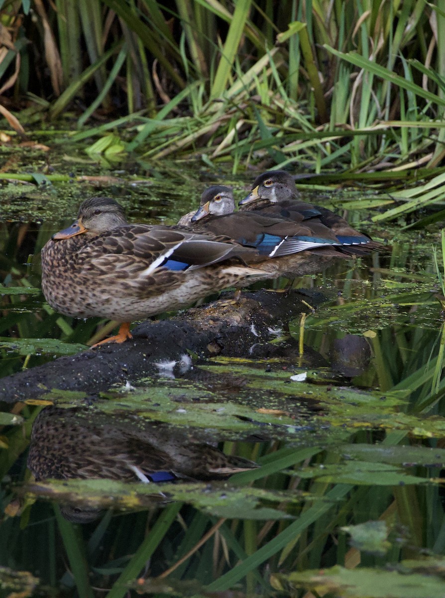 Wood Duck - ML646380346